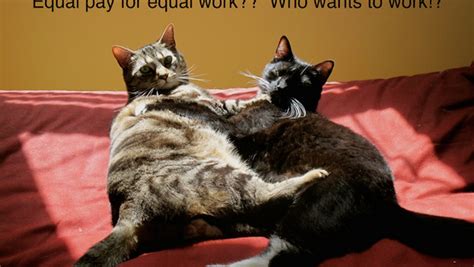 These Confused Cats Are The Best Rebuttal To Women Against Feminism Yet