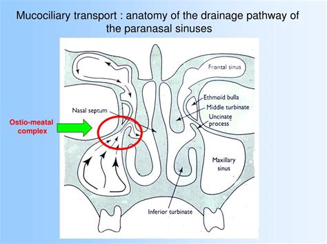 anatomy  sinus drainage