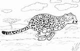 Gepard Cheetah Guepardo Colorear Biegnie Ausmalbild Kolorowanka Zum Kolorowanki Ghepardo Rennender Zoo Druku Supercoloring Guepardos Ausmalen Toda Velocidad Corre Biegu sketch template