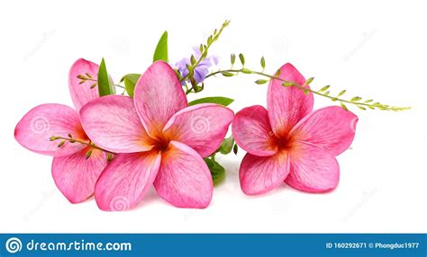 frangipani spa flowers stock image image  blooming