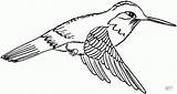 Hummingbird Coloring Pages Print Printable Everfreecoloring sketch template