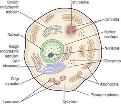 cells tissues  organisation   body  body