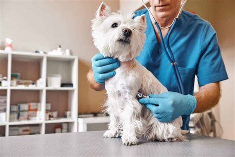 regular vet visits monitor progress  track  vaccines