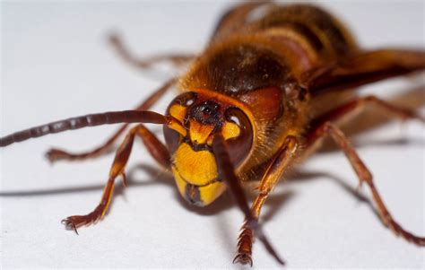 arent  murder hornets  florida state