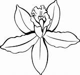 Orchid Coloring Pages Print sketch template