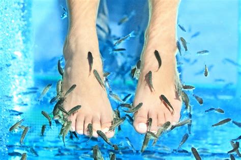 fresh feet fish spa kato daratso
