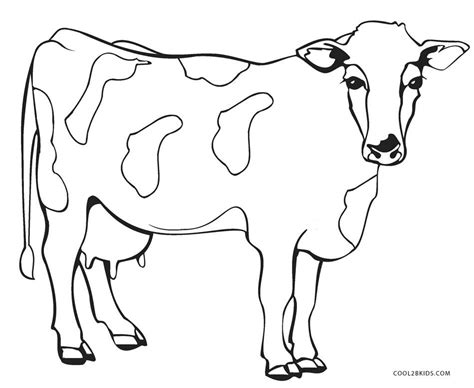 coloring pages cows  printable  wallpaper
