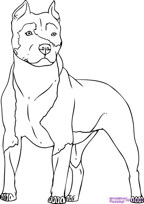 dog coloring pages bing images pitbull drawing dog drawing
