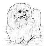 Coloring Surfnetkids Pages Animals Pekingese Dog Colouring Choose Board sketch template