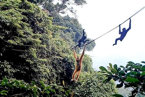 artificial arboreal rope highway  join  fragmented gibbon habitat