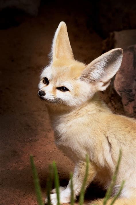 images  fennec fox  pinterest zoos towers  pets
