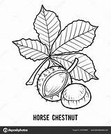 Chestnut sketch template