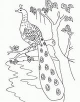 Peacock Coloring Drawing Kids Pages Bird Tree Peacocks Simple Cartoon Adults Printable Colouring Realistic Clipart Drawings Branch Getdrawings Popular Color sketch template
