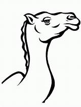 Kameel Kleurplaten Camel Kamelen Kleurplatenwereld Kleurplaat sketch template