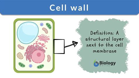 cell wall definition  examples biology  dictionary