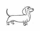 Dachshund Coloring Dog Dogs Coloringcrew Book sketch template