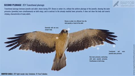 booted eagle transitional plumage dark morph raptor identification  complete raptors guide