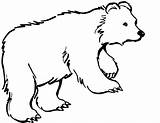 Polar Coloring Pages Bear Getdrawings Cub sketch template
