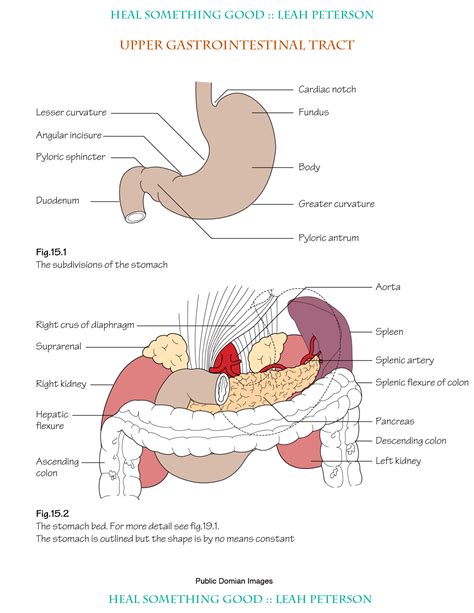 chart upper gastrointestinal tract heal  good