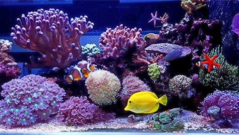 saltwater aquarium setup  beginners saltwater fish tank guide