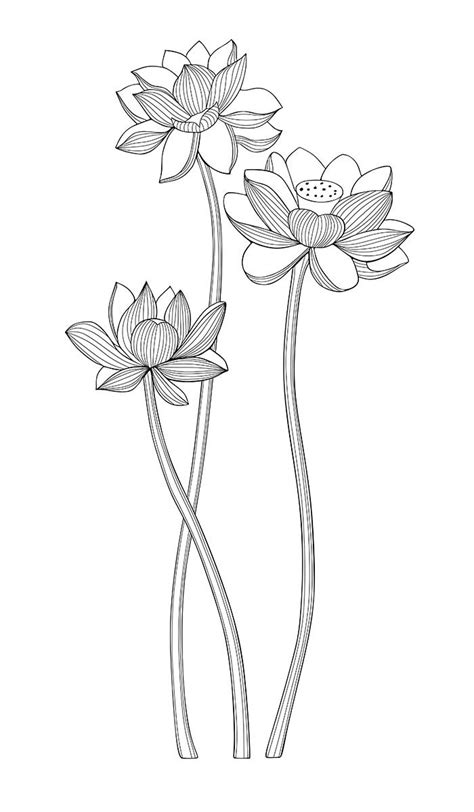 soloring pages  adult  botanical flower lotuses illustrations