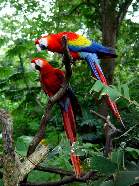 spotlight  wildlife scarlet macaw