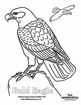 Eagle Coloring Bald Clipart Colouring Pages Printable Library sketch template