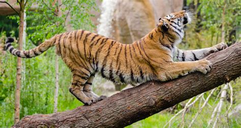 learn     tiger pose  vyaghrasana  yoga