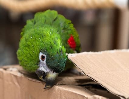 cardboard safe  parrots  play