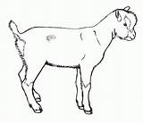 Goat Ziege Ausmalbilder Ausmalbild Coloringhome Goats Rubystar Malvorlagen sketch template