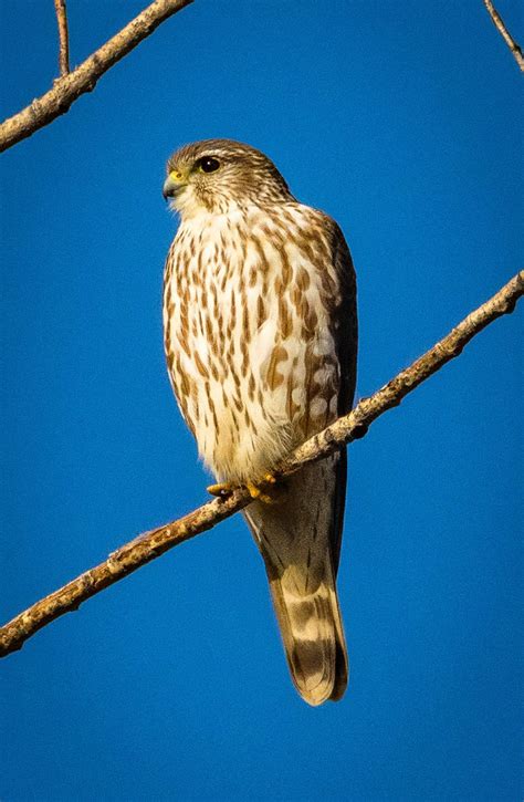 merlin falcon  flight