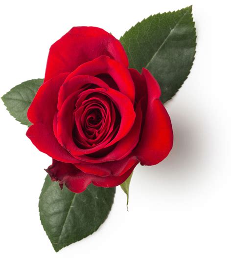 petali  rosa rosa centifolia lush italia