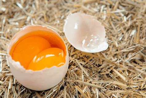 double yolk eggs  safety   egg laying anomalies