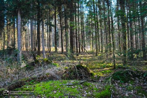 utrechtse heuvelrug kaapse bossen  netherlands travelhartphoto   middle