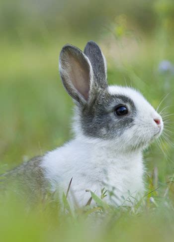 curiozitati despre iepuri toate animalele