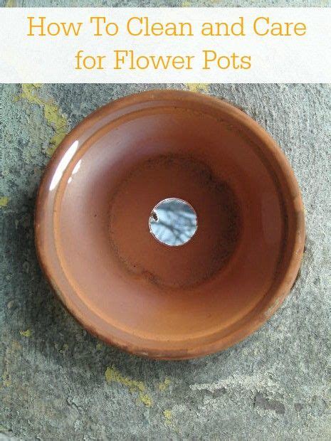 care   clean  flower pots tips  caring