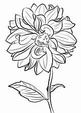 Coloring Dahlia Pages Clark Marguerite Printable Flower Supercoloring Flowers Colouring Categories sketch template