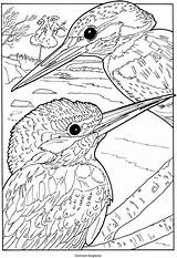 Coloring Pages Visit Dover Voor Kleuren Volwassenen Adults Bird sketch template