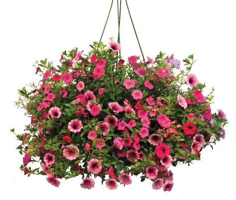 Mothers Day Flowers Hanging Baskets Thank You Very Mulch
