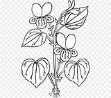 Viola Sampaguita Sketch Drawing Plant Getdrawings Paintingvalley sketch template