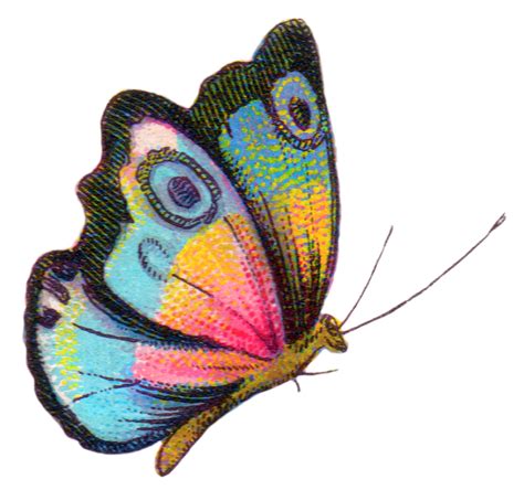 royalty  image colorful butterfly