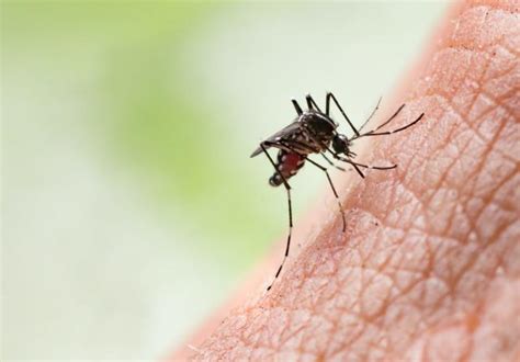 mosquitoes are not repelled by vitamins and other oral supplements you