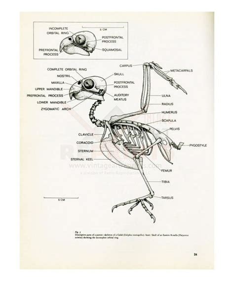 parrot skeleton descriptive parts   parrots   retro reproductions llc