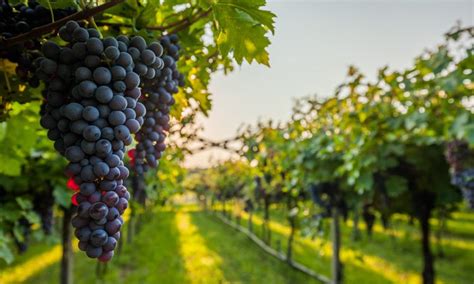 vineyard  research effects  climate change  wine growing