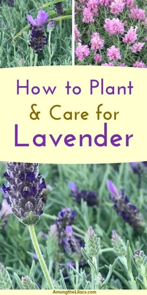grow lavender   lilacs lavender plant care lavender