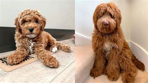 double doodle dogs images temperament  infomation