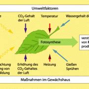fotosynthese  biologie schuelerlexikon lernhelfer