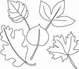 Coloring Leaf Pages Fall Printables Printable Leaves Different Print Including sketch template
