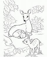 Deer Coloring Pages Baby Family Colouring Kids Drawing Forest Mule Rocky Printable Animal Mother Sheets Two Balboa Whitetail Print Patterns sketch template