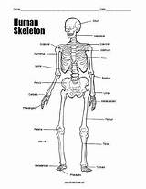 Skeleton Skeletal Tenderness Labeled Unlabeled Algunproblemita Kidsworksheetfun sketch template